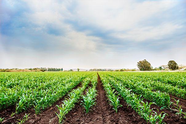 certificado-de-recebiveis-do-agronegocio_its-money