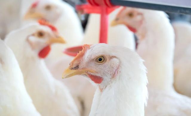 japao-suspende-importacao-de-aves-do-mato-grosso-do-sul