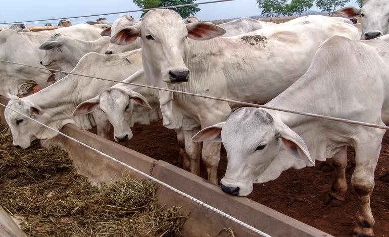 setor-de-proteina-animal-entenda-operacao-jbs